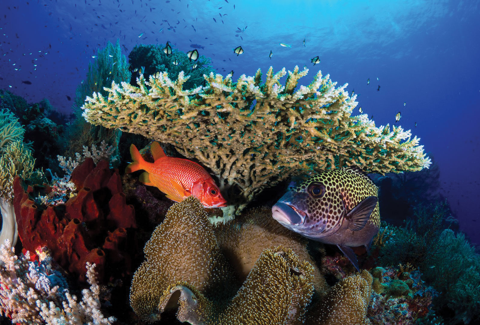 The Vibrant Oceans Initiative is promoting sustainable fishing practices and protecting ocean ecosystems in (clockwise from top left) Indonesia, Madagascar, and the Philippines, among many other countries.