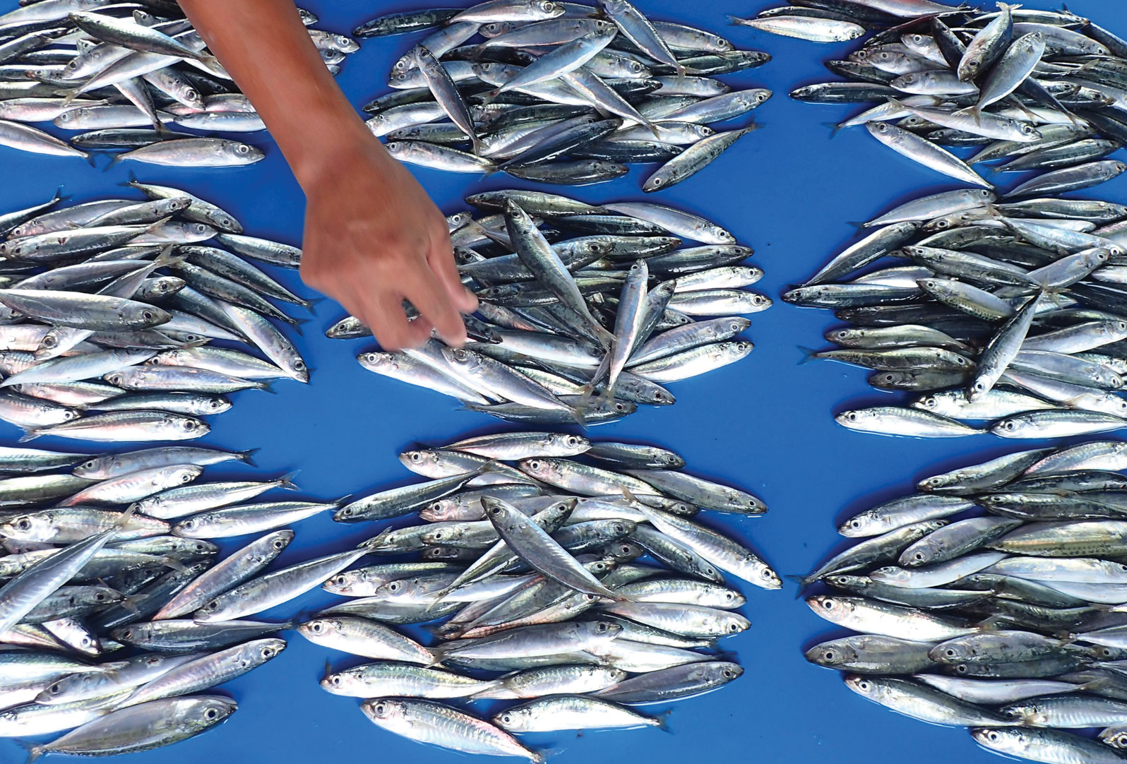 The Vibrant Oceans Initiative is promoting sustainable fishing practices and protecting ocean ecosystems in (clockwise from top left) Indonesia, Madagascar, and the Philippines, among many other countries.