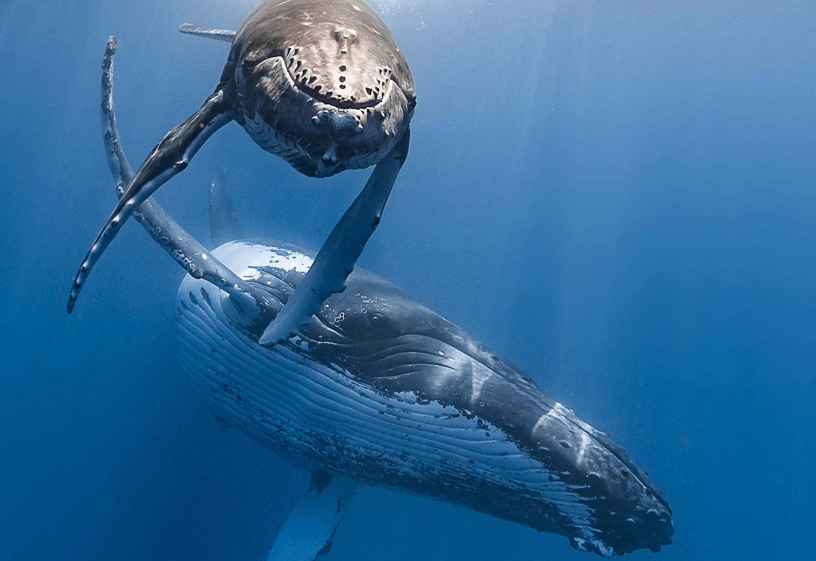 Humpback Whale.