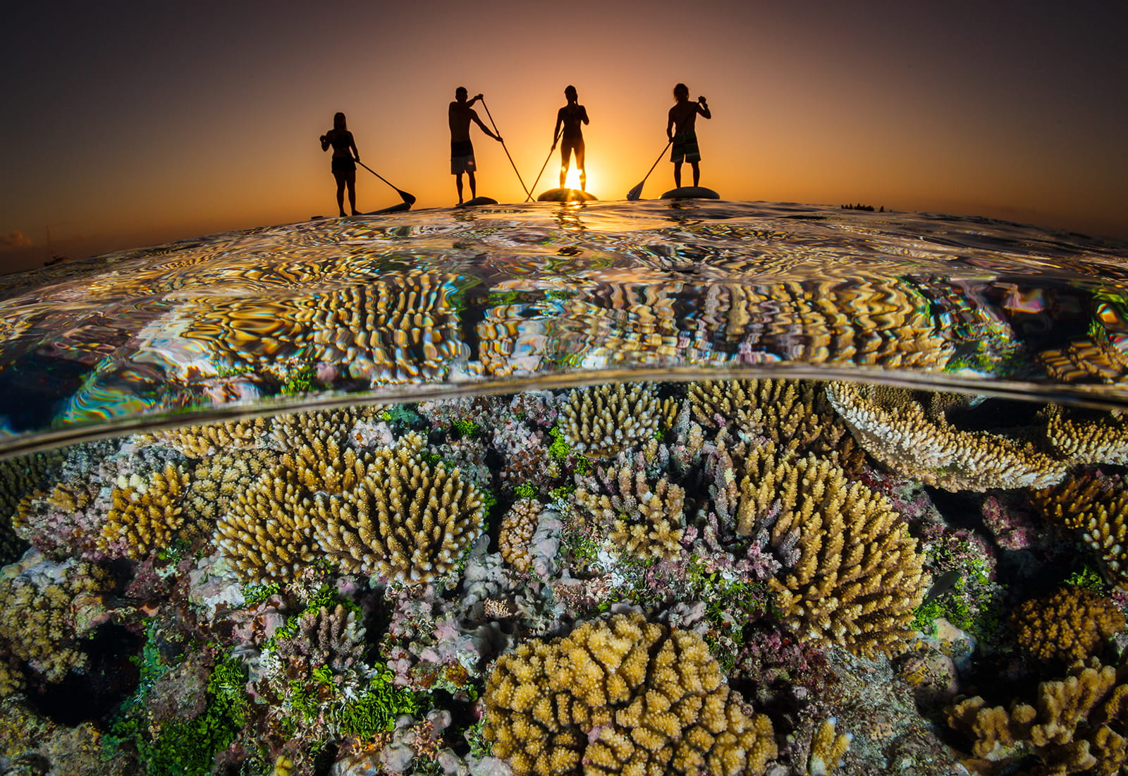 Stand-up paddle boarders above coral reef.